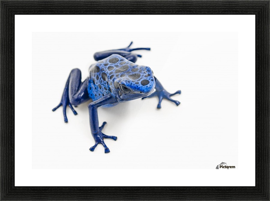 Posterazzi Blue Poison Dart Frog (Dendrobates Tinctorius) Alberta