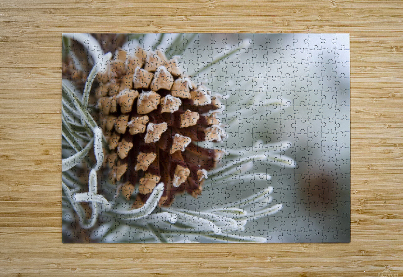 Fondo 12 x 12 in. Three Small Pine Cones-Print on Canvas