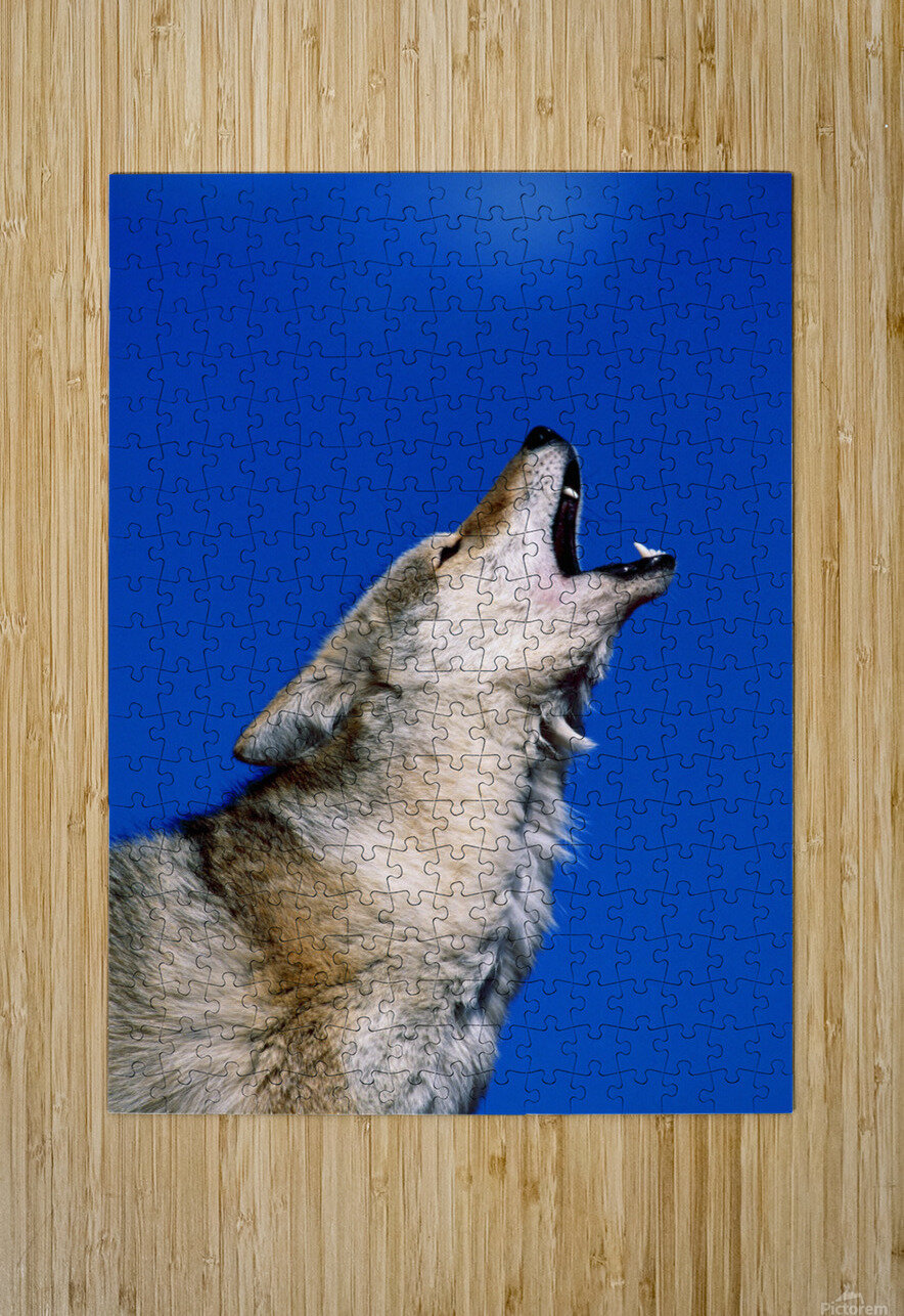 Howling Coyote Art for Sale - Pixels