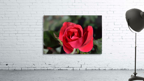 Red Rose Classic Flower of Love by Michelle K Wood