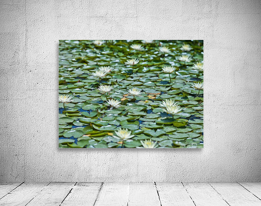 Water Lilies by Assaf Frank