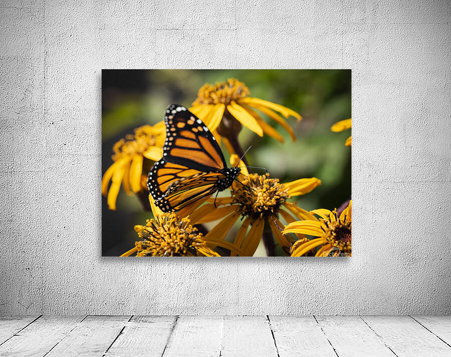 Macro Majesty: Top View of Open-Winged Monarch Butterfly by Melissa Lefebvre