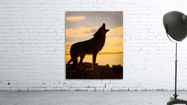 coyotecore #coyotetherian #therian #aesthetic #coywolf in 2023