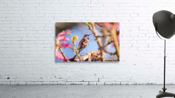 Hummingbird Among Blossoms by David Yoon