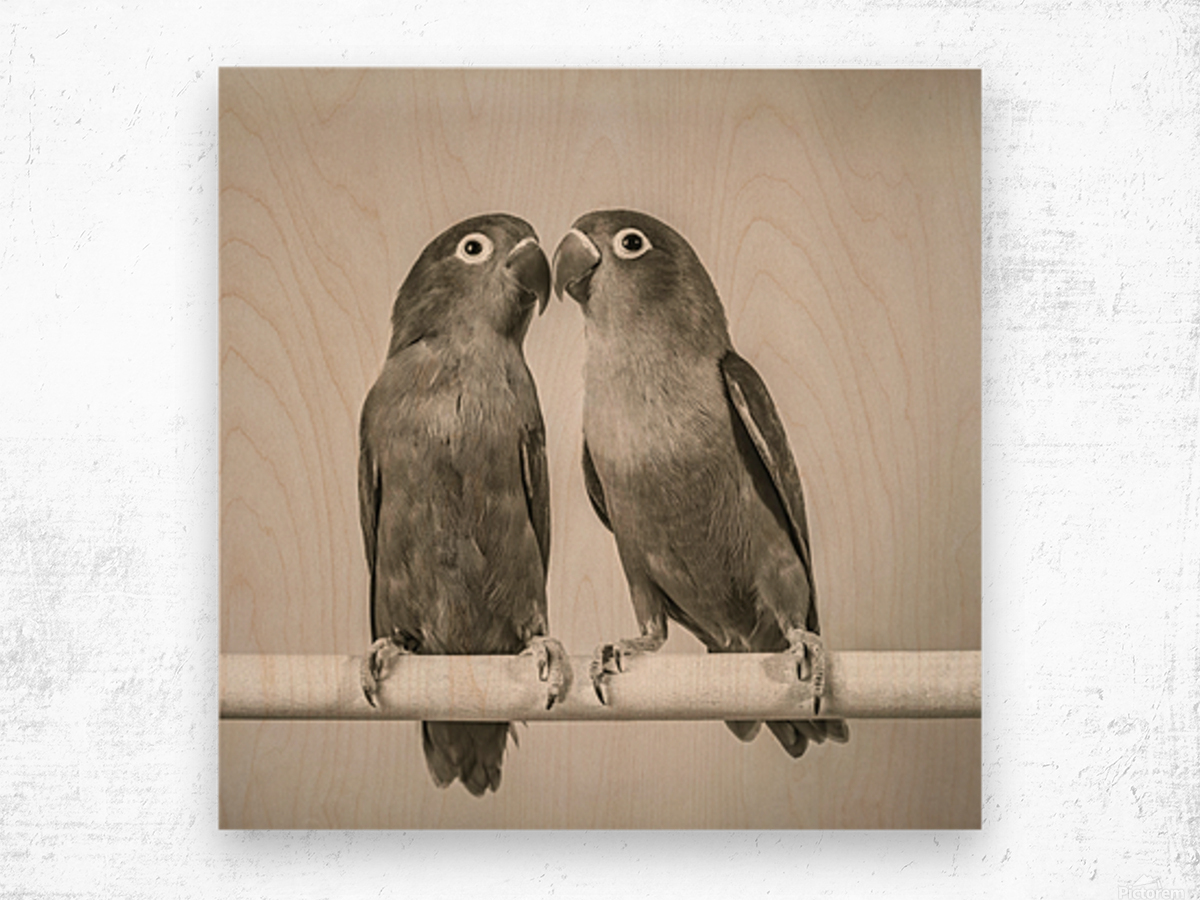 Lovebirds Drawing by Cindy Blanchard - Pixels